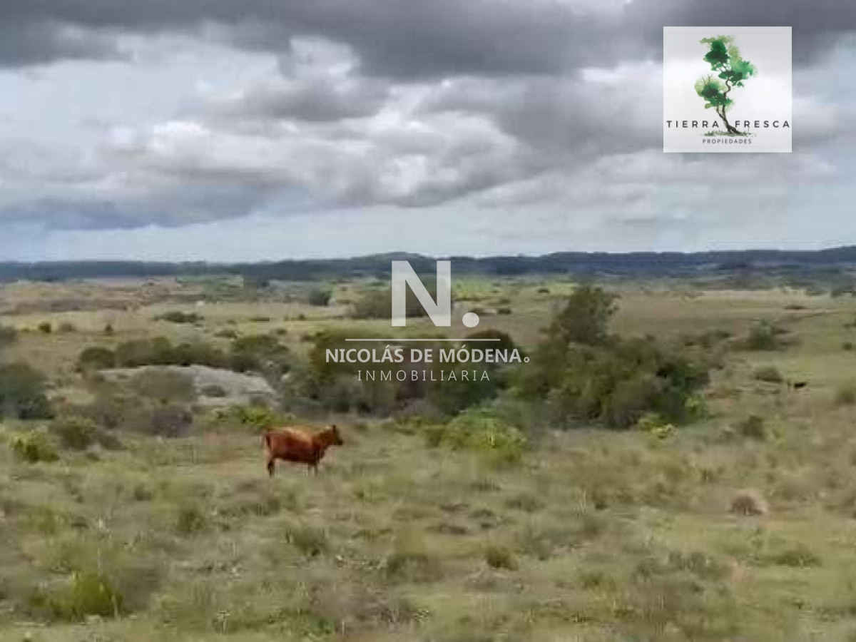 Campo