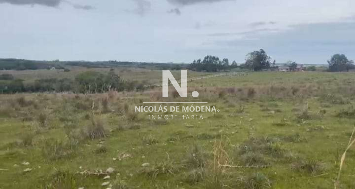 Campo
