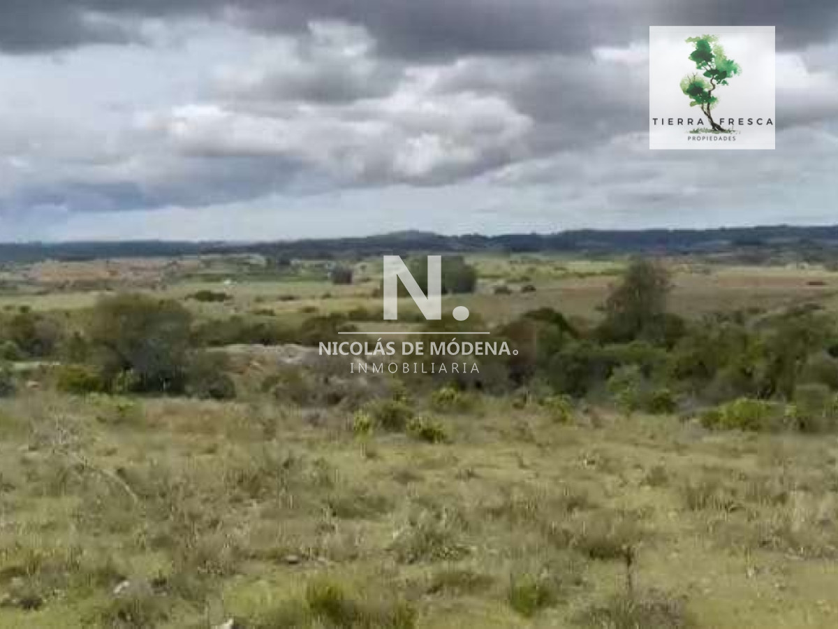 Campo