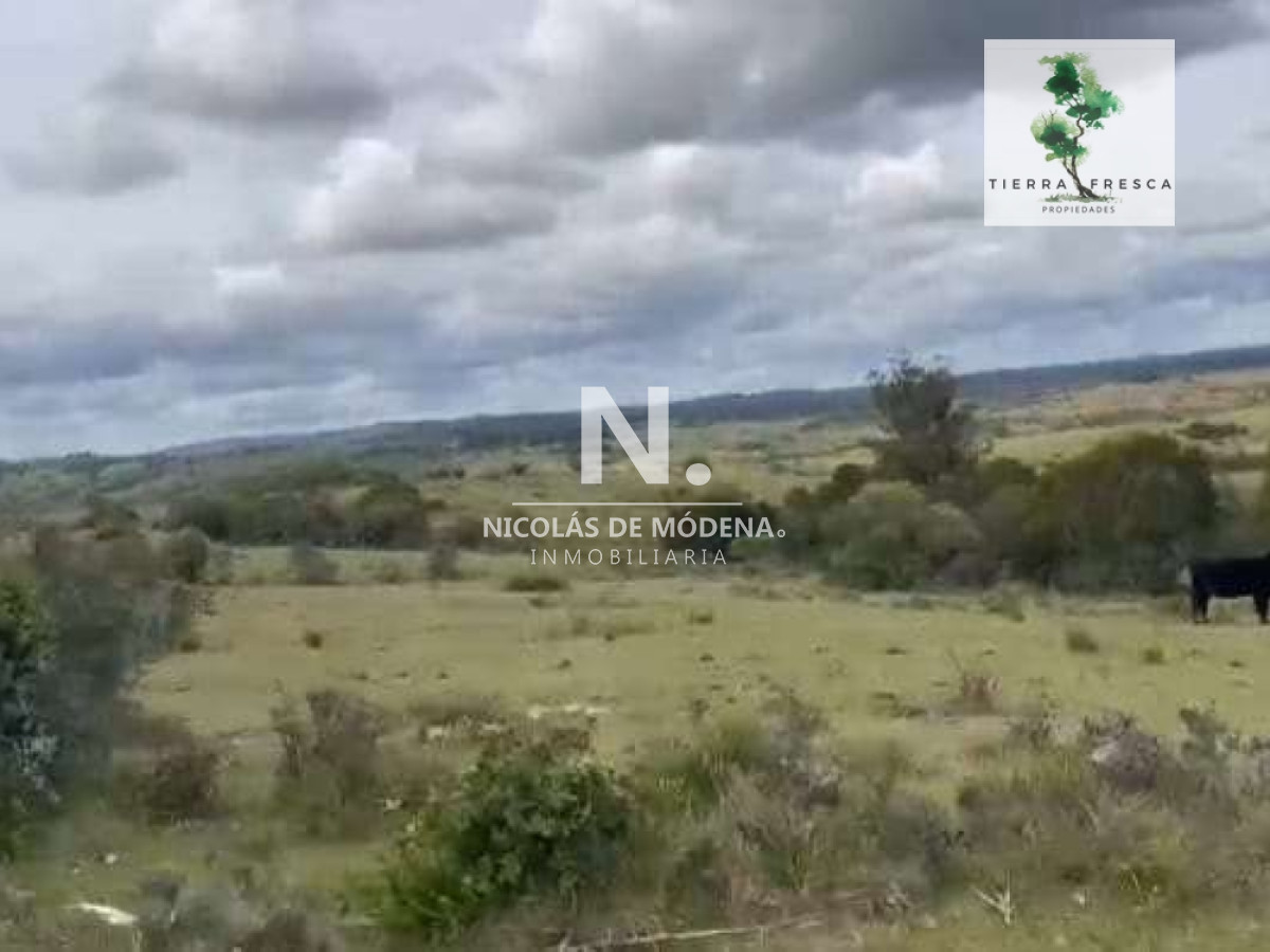 Campo