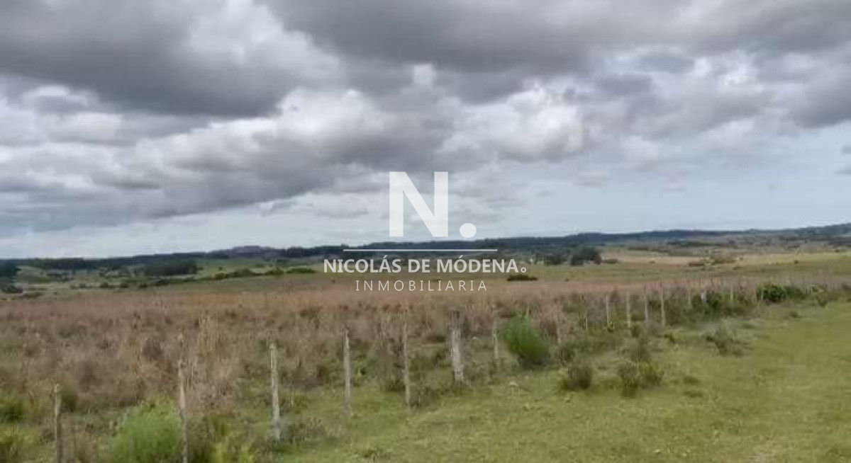 Campo