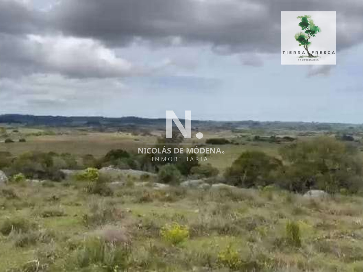 Campo