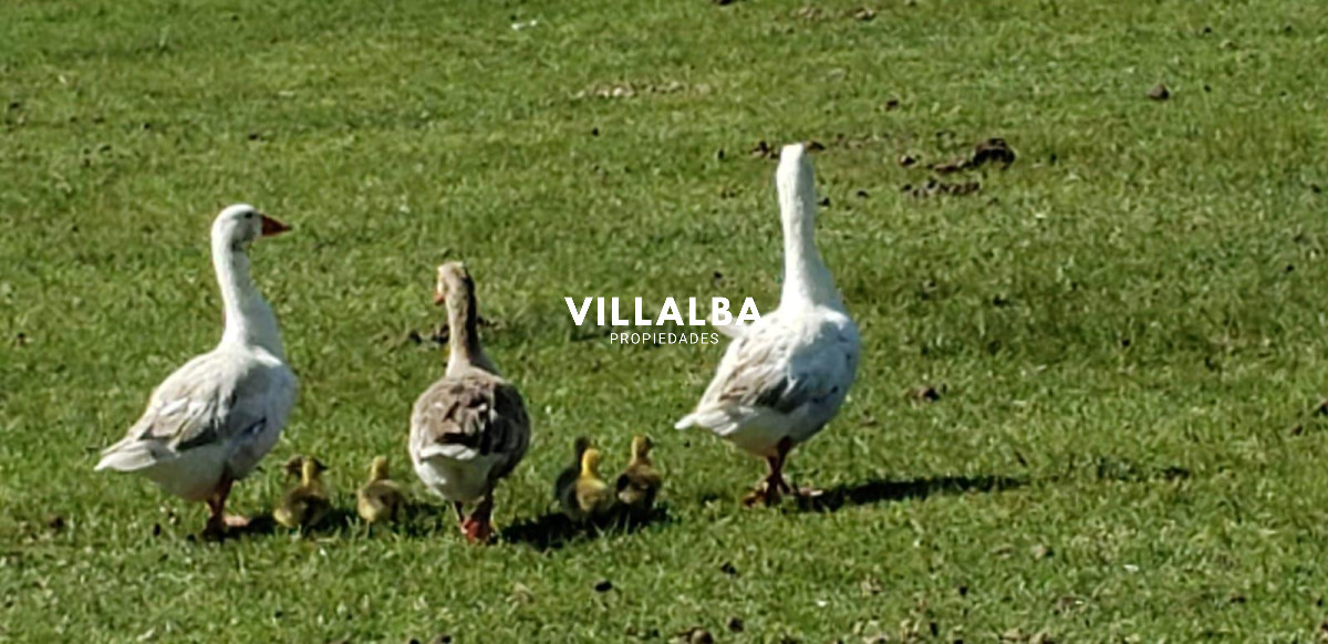 Chacra ID.4318 - Vende chacra de 14.5 ha en Pueblo Edén