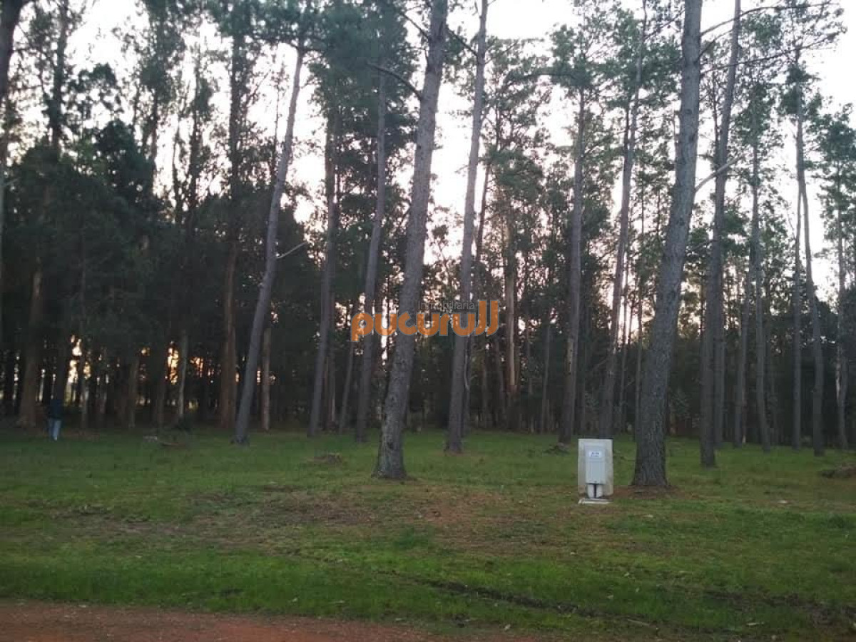 Chacras del Pinar - GoPunta - Portal Inmobiliario de Punta del Este - Maldonado