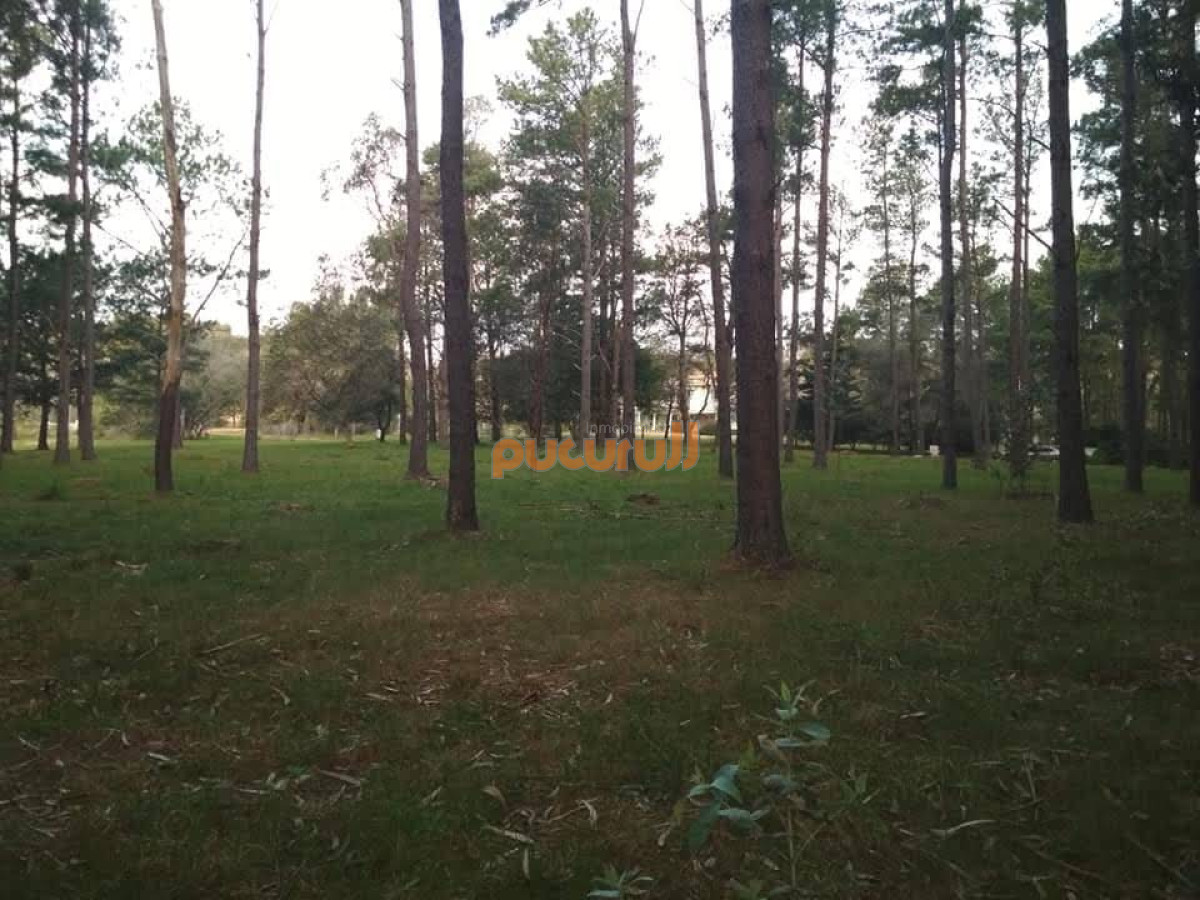 Chacras del Pinar - GoPunta - Portal Inmobiliario de Punta del Este - Maldonado