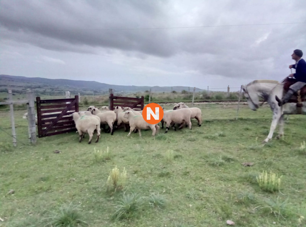 Chacra Ref.222906 - Chacra en Pueblo Edén 11ha