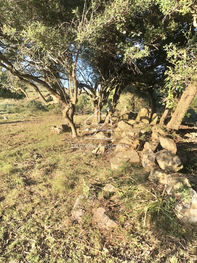 Chacra ID.1903 - Excelente Chacra 11 hectáreas Pueblo Eden 