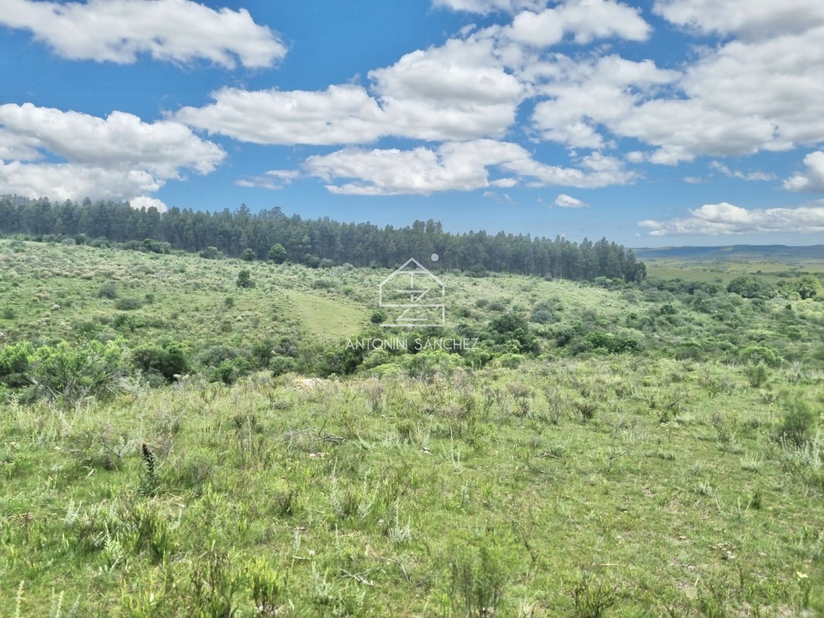 Chacra ID.1903 - Excelente Chacra 11 hectáreas Pueblo Eden 