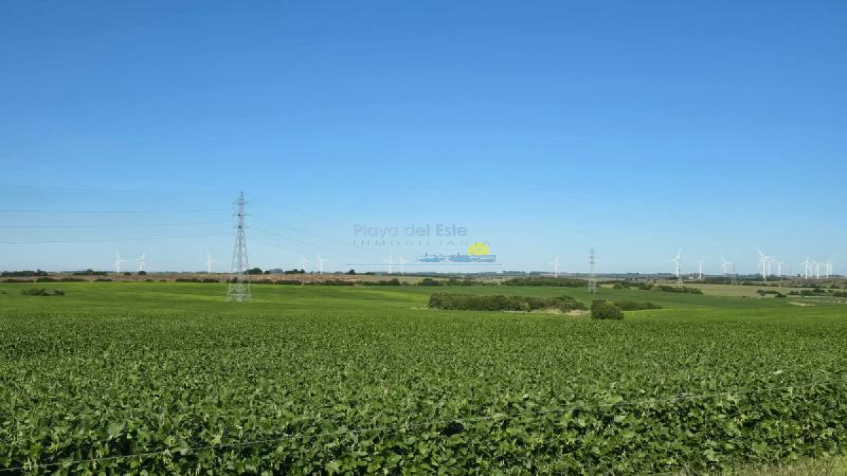 Excelente Campo 116hás en Colonia - GoPunta - Portal Inmobiliario de Punta del Este - Maldonado