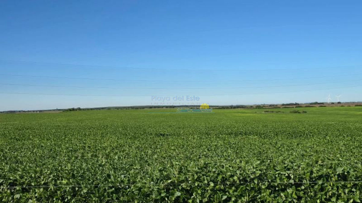 Excelente Campo 116hás en Colonia - GoPunta - Portal Inmobiliario de Punta del Este - Maldonado