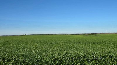 Excelente Campo 116hás en Colonia