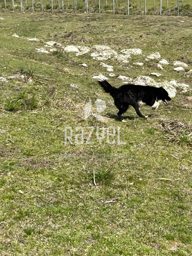 Chacra ID.654 - Chacra 5 hercareas Camino Dutra, San Carlos