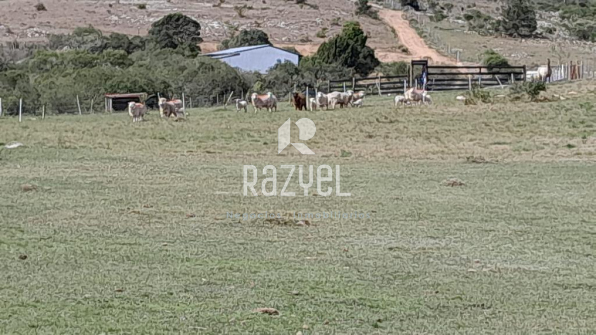 Chacra ID.654 - Chacra 5 hercareas Camino Dutra, San Carlos