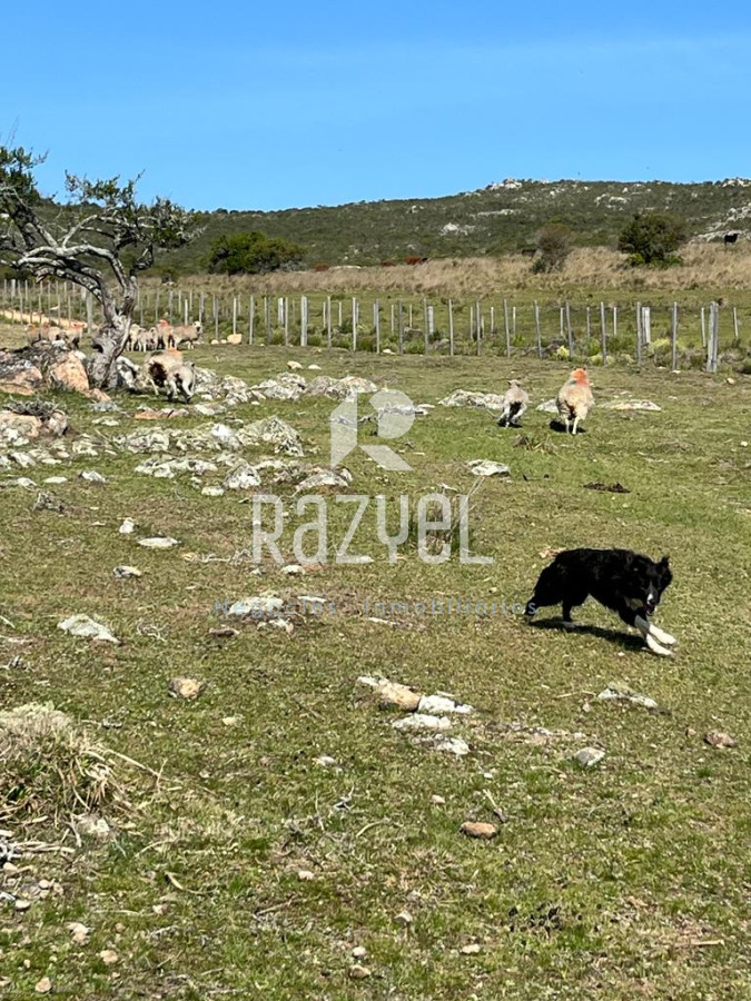 Chacra ID.654 - Chacra 5 hercareas Camino Dutra, San Carlos