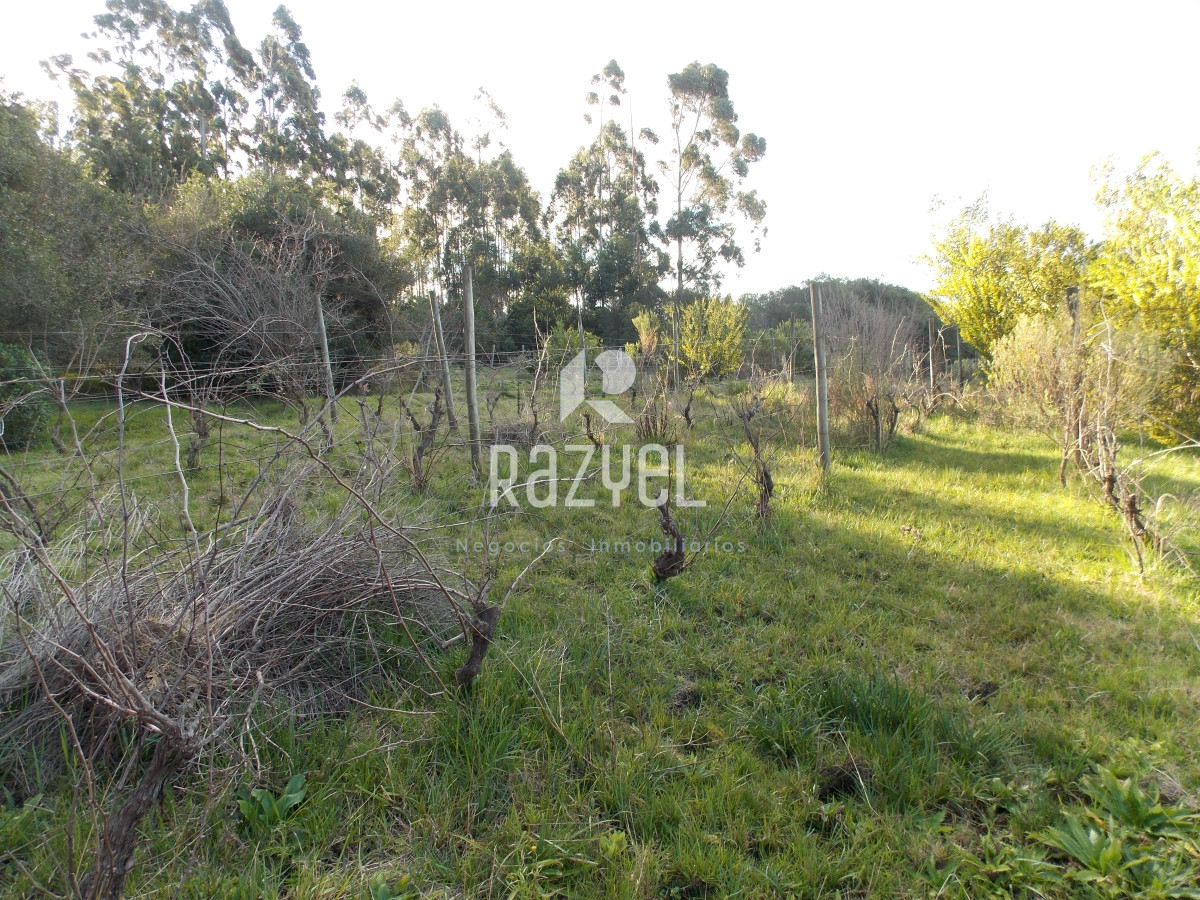 Chacra ID.635 - Venta de Chacra en zona Ruta 12 con casa Principal y casa de Huespedes