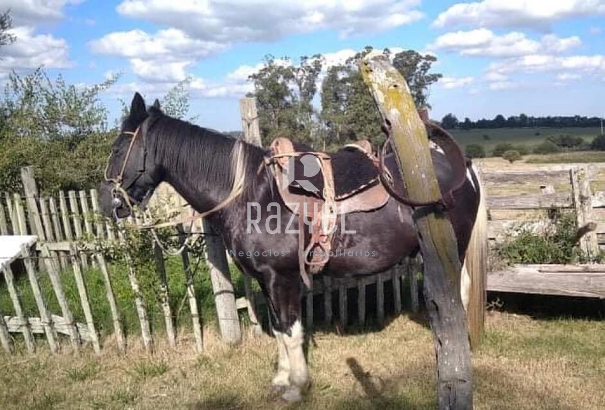 Chacra ID.997 - Chacra de 20 hectáreas con vertiente de agua mineral y 1000 m² construidos 