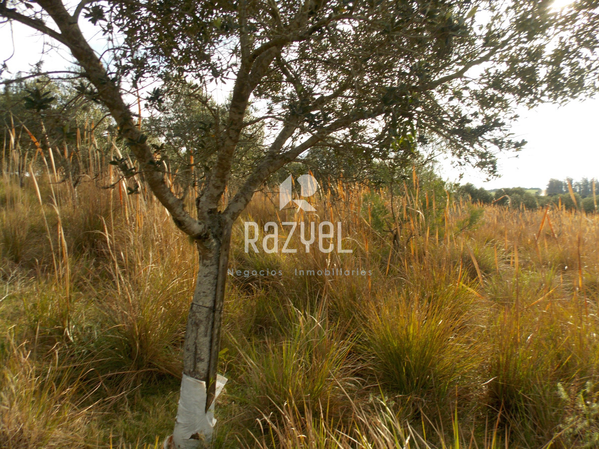 Chacra ID.1084 - Venta de Chacra 8 Hectareas Sierra los Caracoles 