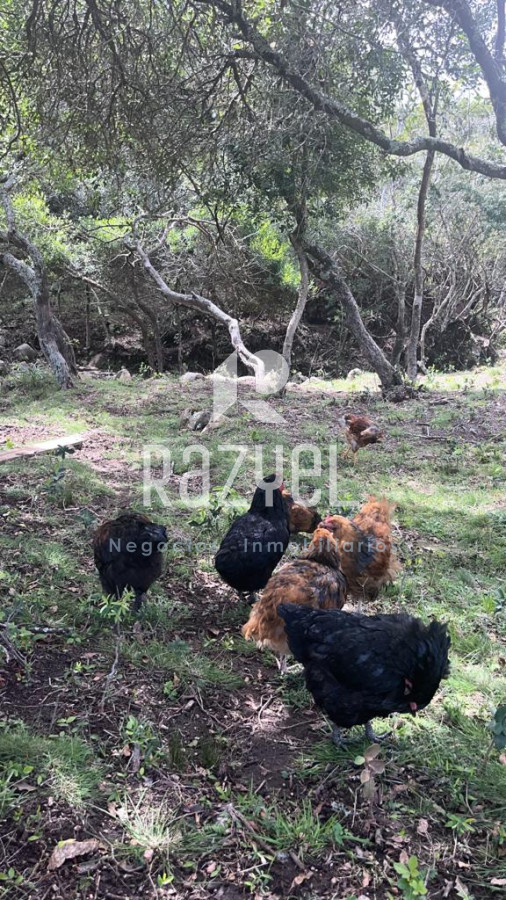 Chacra ID.654 - Chacra 5 hercareas Camino Dutra, San Carlos