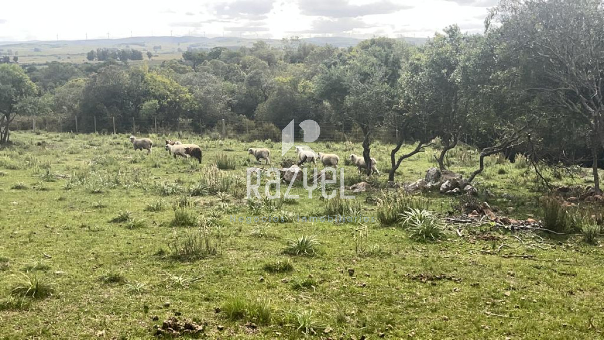 Chacra ID.654 - Chacra 5 hercareas Camino Dutra, San Carlos