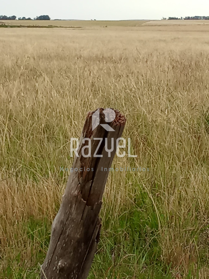 Campo Ref.971 - En venta 25 hectáreas entre Villa Velázquez y Lascano, Rocha.