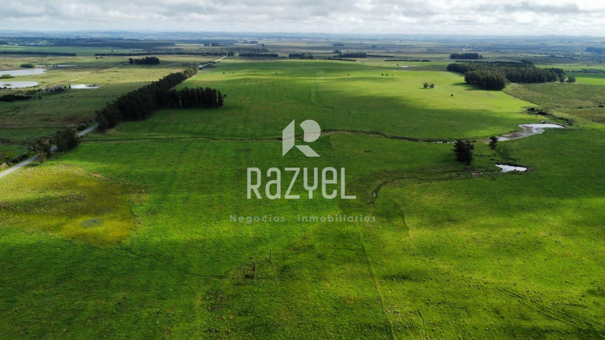 Campo Ref.798 - 81,5 Hect en Garzon