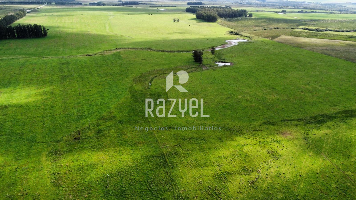 Campo Ref.798 - 81,5 Hect en Garzon