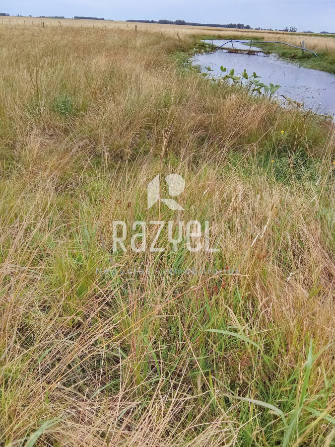 Campo Ref.971 - En venta 25 hectáreas entre Villa Velázquez y Lascano, Rocha.