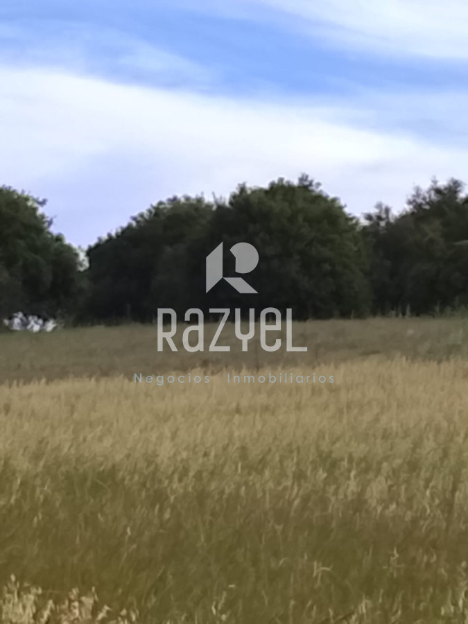 Campo Ref.1155 - Venta de Campo de 11 hectareas en Ruta 60