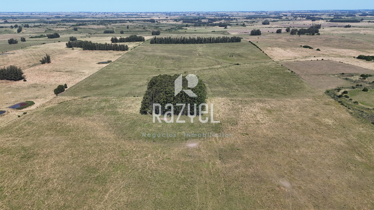 Campo Ref.840 - Venta de Campo de 100 hectareas de Campo Ganadero Agricola Zanja de Chavez 