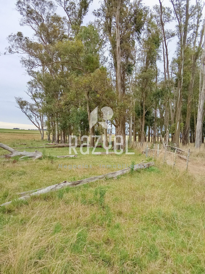 Campo Ref.971 - En venta 25 hectáreas entre Villa Velázquez y Lascano, Rocha.
