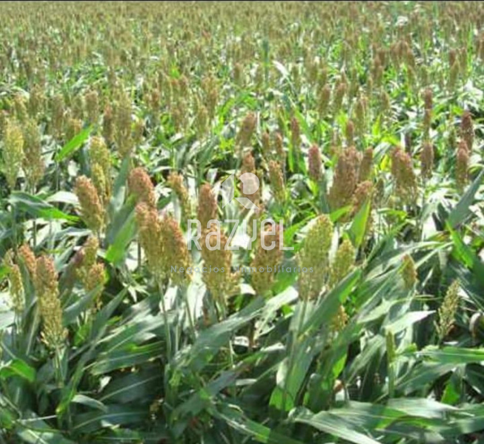 Campo Ref.1172 - Campo Estancia Lavalleja  de 2120 hectáreas Localidad Jose Pedro Varela