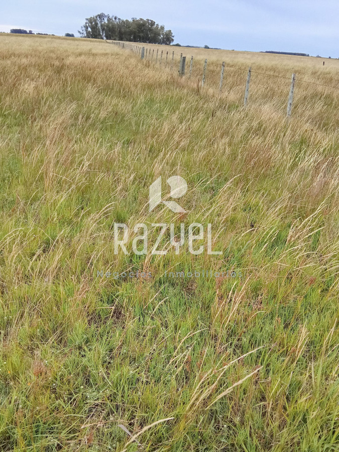 Campo Ref.971 - En venta 25 hectáreas entre Villa Velázquez y Lascano, Rocha.