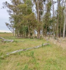 En venta 25 hectáreas entre Villa Velázquez y Lascano, Rocha.