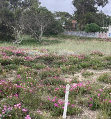 Venta de Terreno Frente al Mar Piriapolis