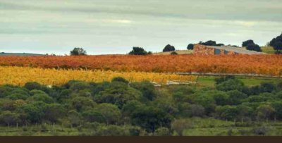 Venta Chacra 5 Hectareas Viña Eden Maldonado Uruguay