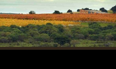 Venta Chacra 5 Hectareas Viña Eden Maldonado Uruguay