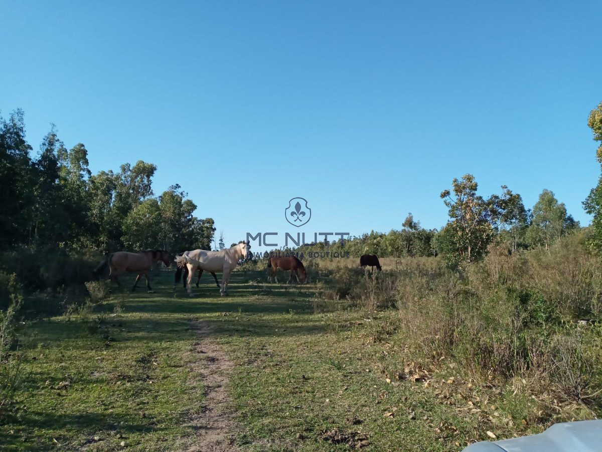 Chacra ID.30/ - Chacra - Manantiales