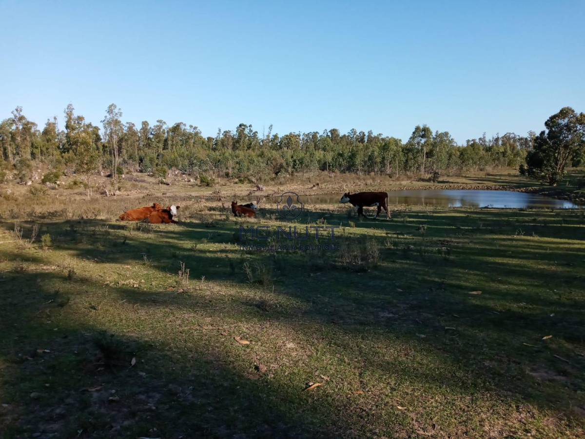 Chacra ID.30/ - Chacra - Manantiales