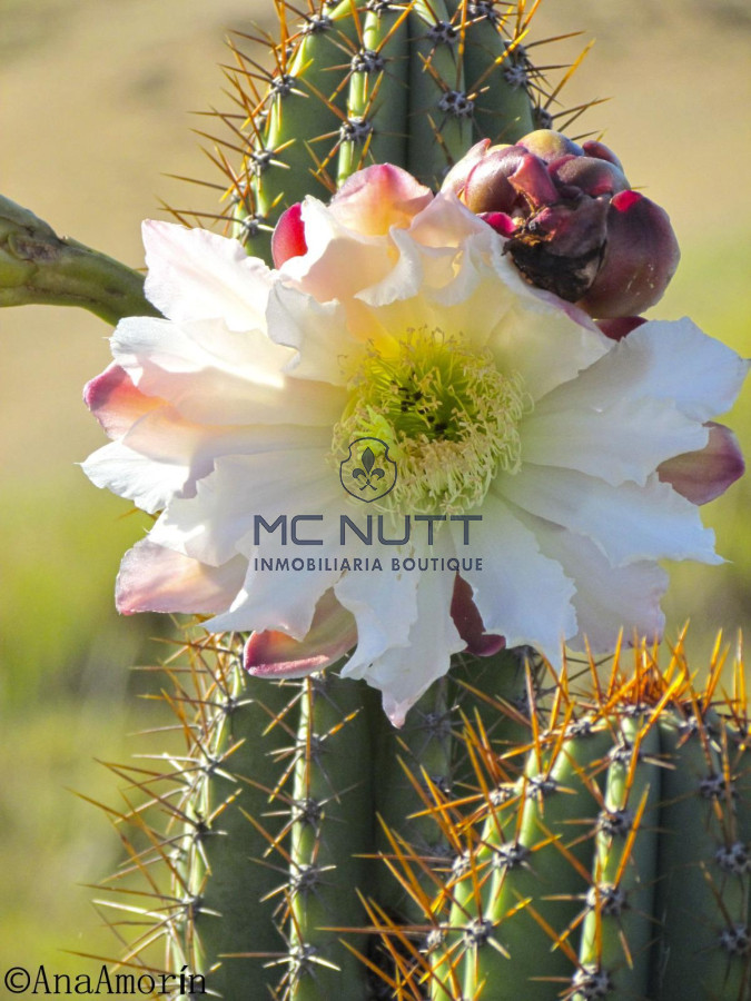 Chacra ID.74/ - CAMPO EXCLUSIVO EN GARZÓN 