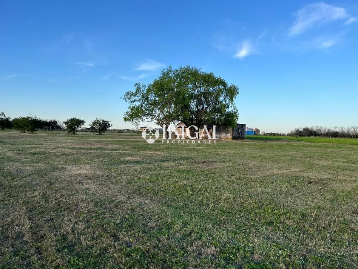 Chacra ID.210 - VENTA CHACRA COLONIA ESTRELLA CARMELO, COLONIA  