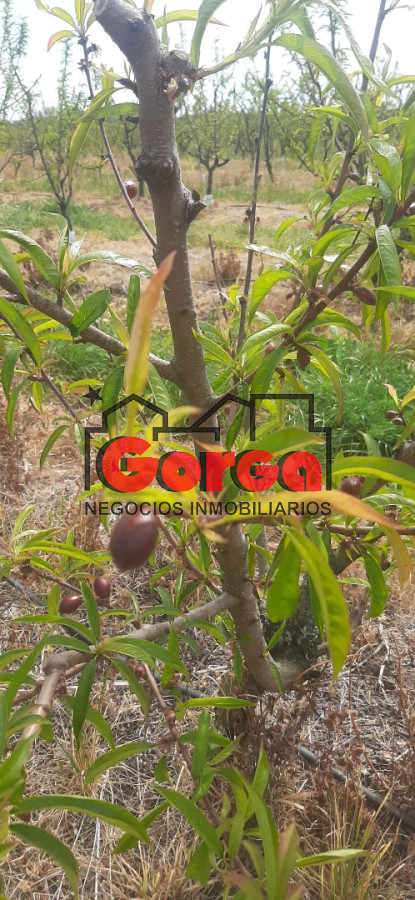 Chacra ID.40 - Con instalaciones de trabajo. Muy buena oportunidad!