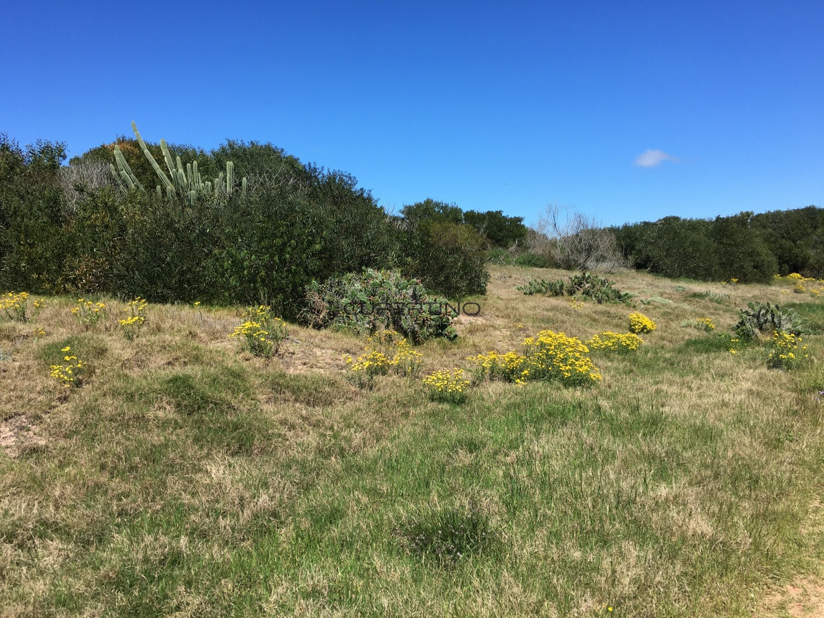 Terreno en Punta Ballena, Ocean Park — foto 10