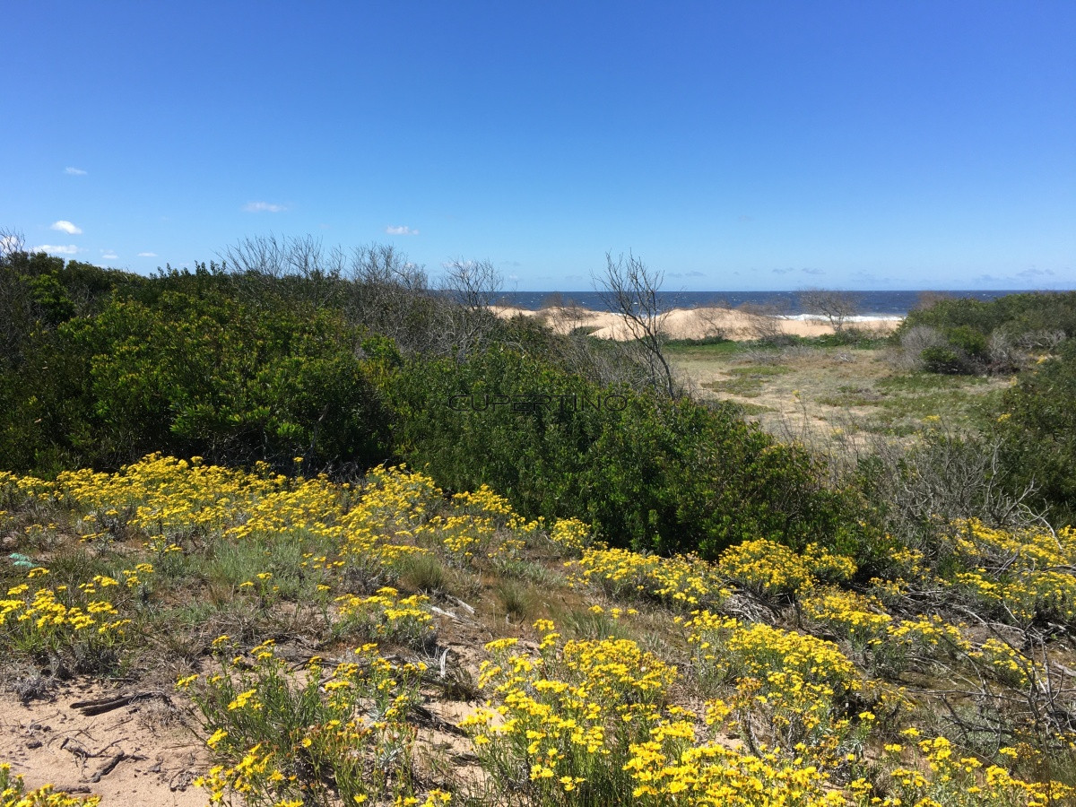 Terreno en Punta Ballena, Ocean Park — foto 13