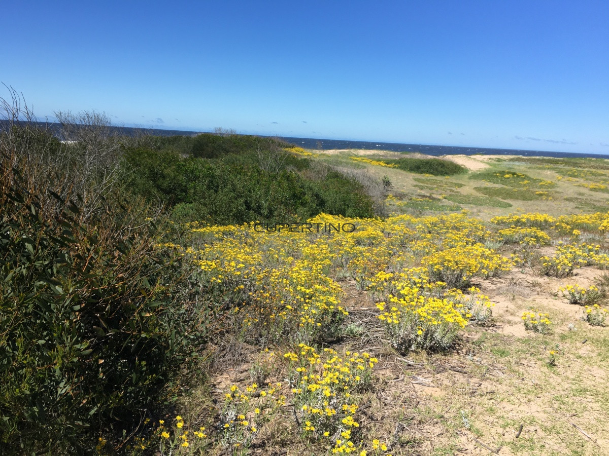 Terreno en Punta Ballena, Ocean Park — foto 11
