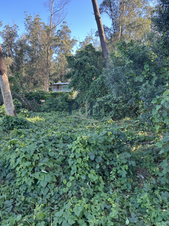 Terreno en Punta Ballena, Ocean Park - Imagen 4