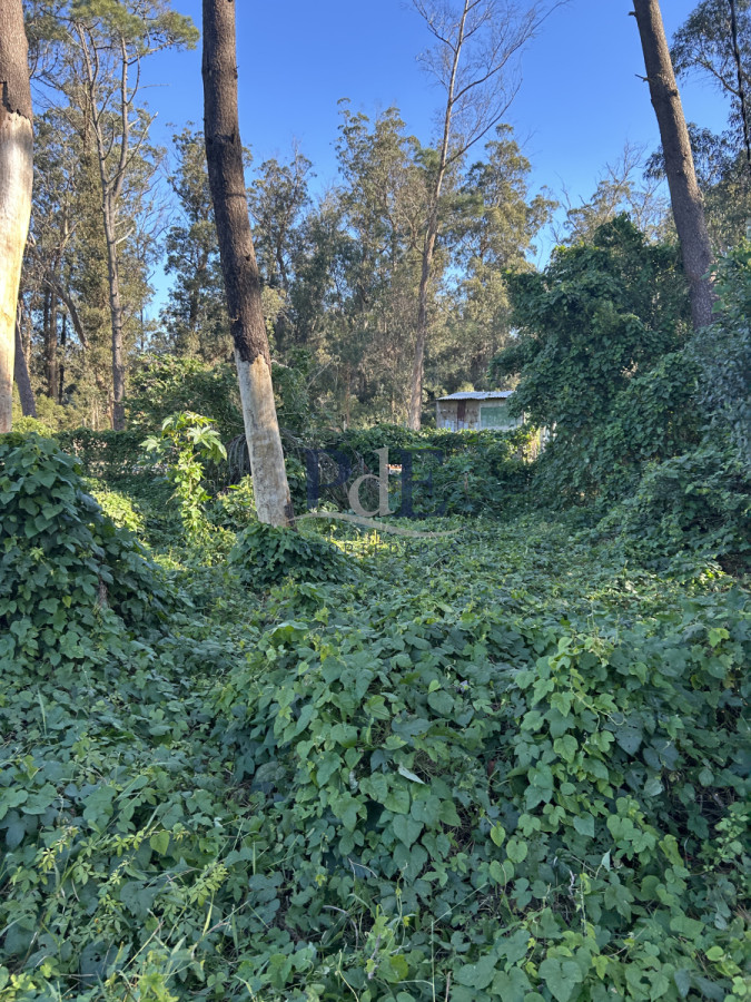 Terreno en Punta Ballena, Ocean Park - Imagen 6