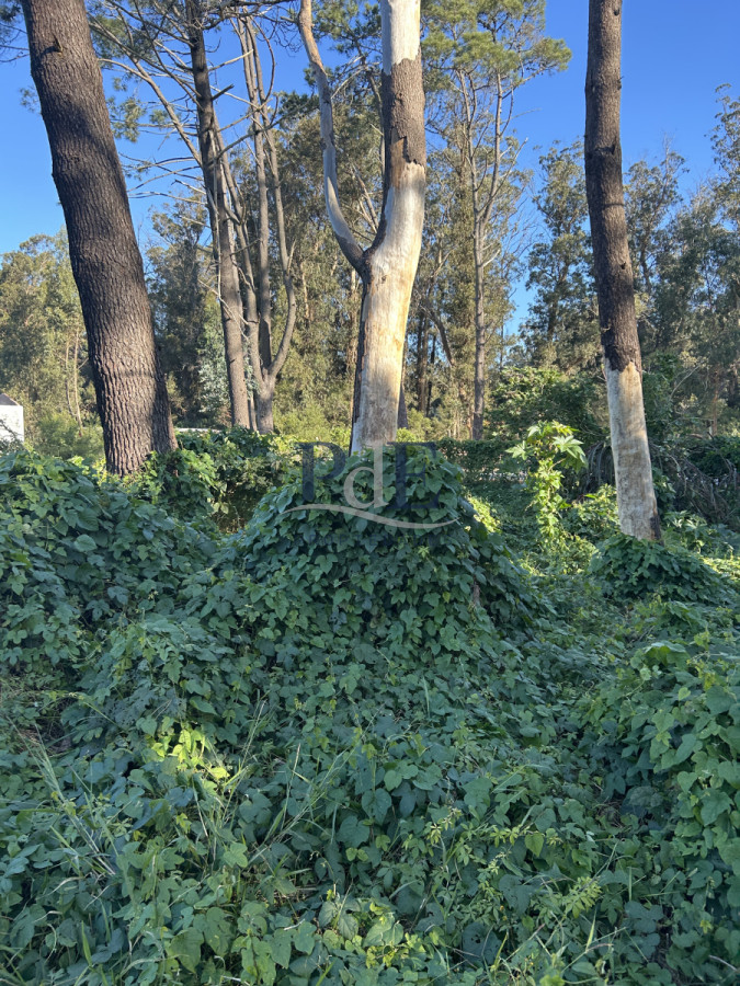 Terreno en Punta Ballena, Ocean Park - Imagen 3