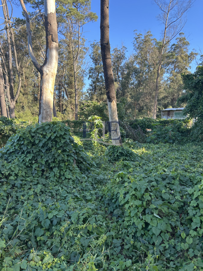 Terreno en Punta Ballena, Ocean Park - Imagen 9