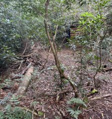 Vendemos terreno cerca del mar , puro bosque nativo