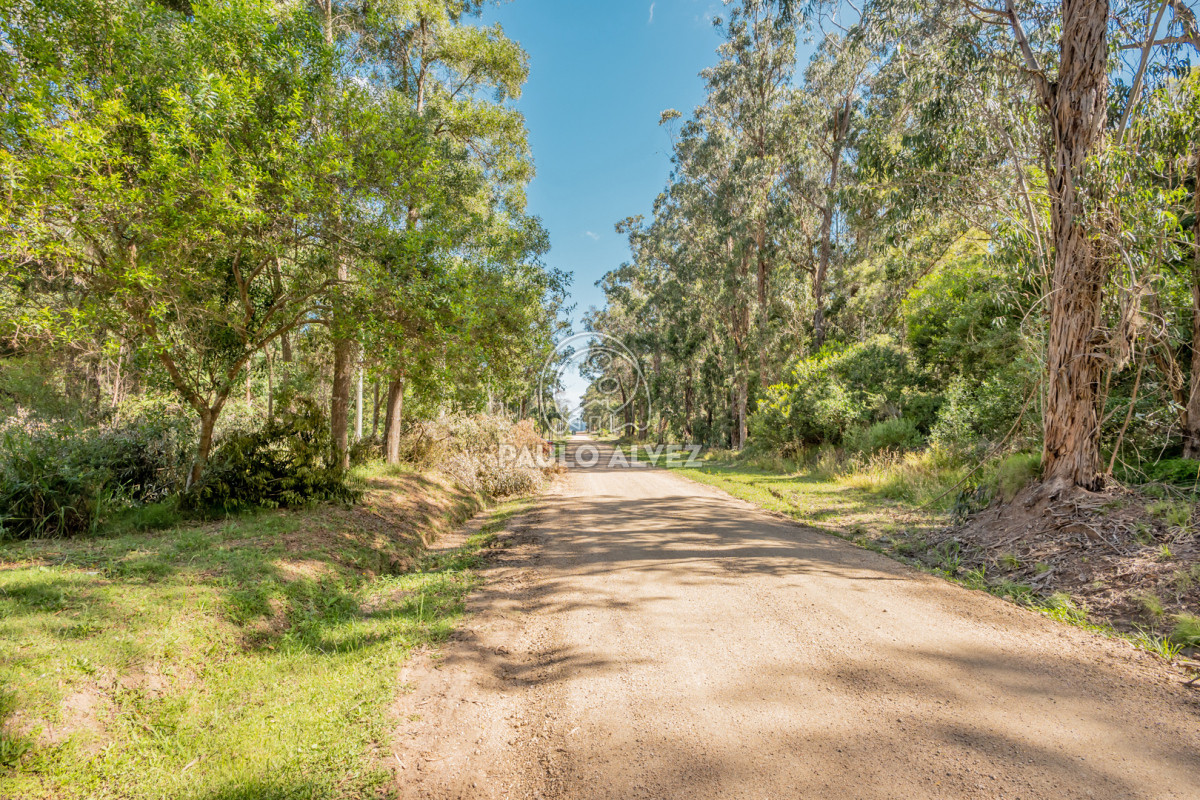 Sauce de Portezuelo - GoPunta - Portal Inmobiliario de Punta del Este - Maldonado